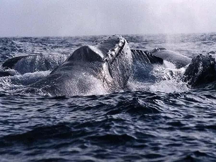 Kona: Dolphin & Whale Watching Tour - Who will enjoy this experience most