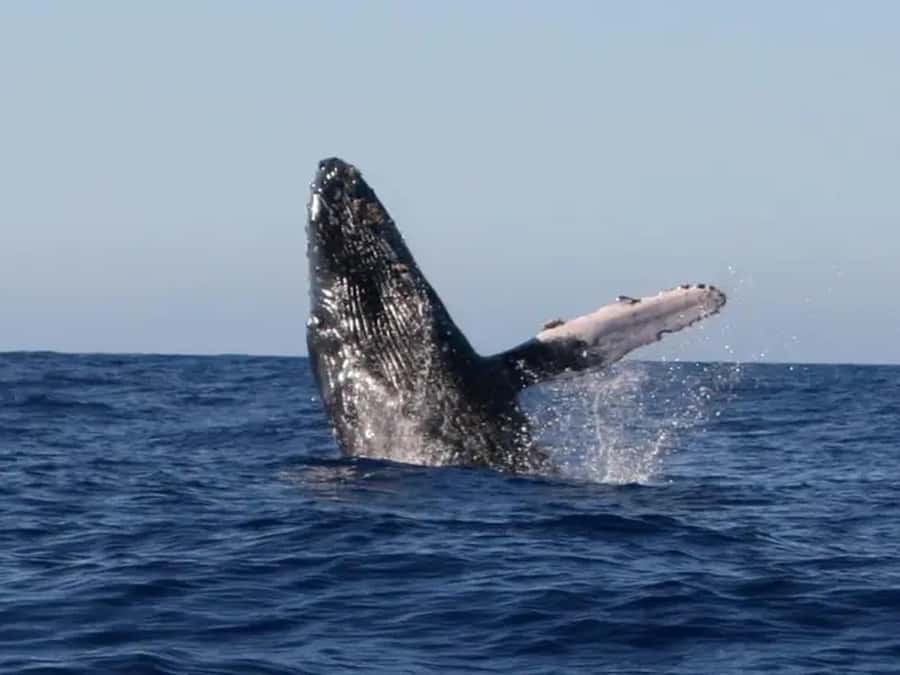 Kona: Dolphin & Whale Watching Tour - Starting at Keauhou Bay after a two-step check-in