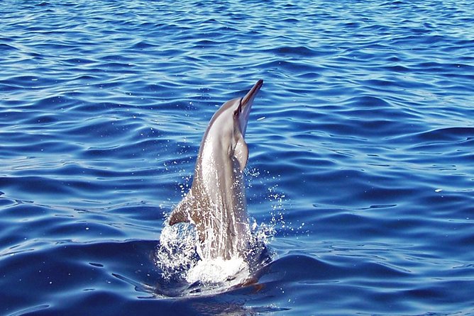 Kona Shore Excursion: Wild Dolphin Reefs Snorkel and Sea Caves - Kealakekua Bay and an hour on the reef