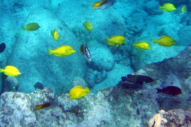 Kona Shore Excursion: Wild Dolphin Reefs Snorkel and Sea Caves - Lunch, snacks, and what you really receive