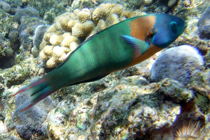Kona Shore Excursion: Wild Dolphin Reefs Snorkel and Sea Caves - Is $149 a fair price?