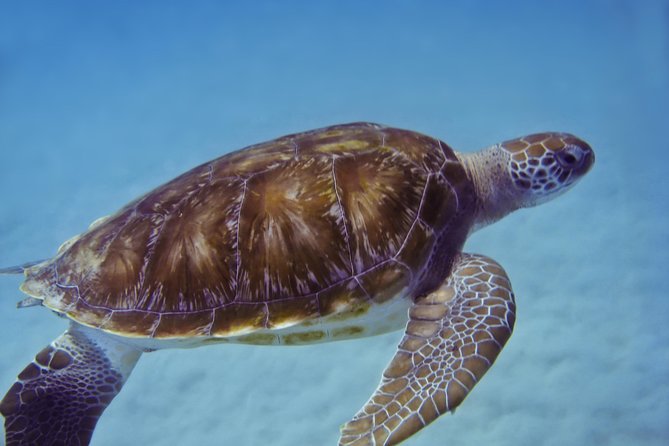 Kona Shore Excursion: Wild Dolphin Reefs Snorkel and Sea Caves - Who will enjoy this Kona snorkel trip?