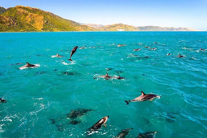 Kona Snorkel Tour: Captain Cook Reef Snorkel, Dolphin & Sea Caves - Why the Zodiac makes this Kona tour different