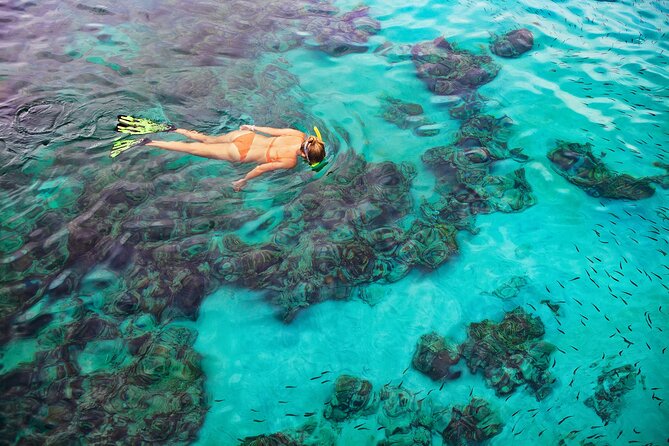 Kona Snorkel Tour: Captain Cook Reef Snorkel, Dolphin & Sea Caves - What the $71.10 price buys you