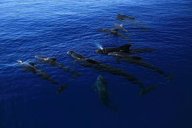 Kona Snorkel Tour: Captain Cook Reef Snorkel, Dolphin & Sea Caves - Leaving Kailua-Kona for Kealakekua Bay