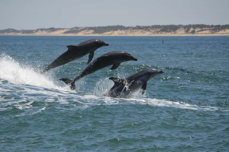 Koombana Bay: Dolphin Eco Cruise - Key points to know before boarding