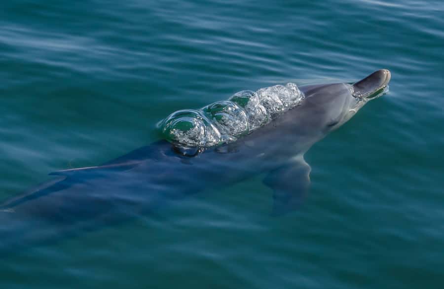 Koombana Bay: Dolphin Eco Cruise - A calm-water dolphin cruise from Bunbury