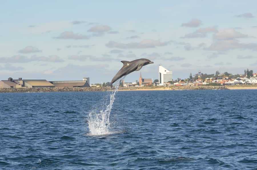 Koombana Bay: Dolphin Eco Cruise - Watching dolphins behave like dolphins