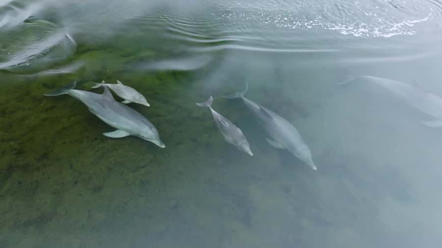 Koombana Bay: Dolphin Eco Cruise - Guides who make the ride more than a wildlife search