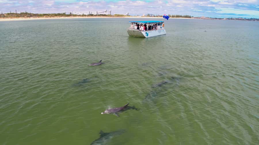 Koombana Bay: Dolphin Eco Cruise - The 300-degree platform makes a real difference