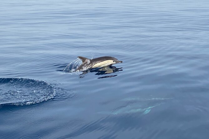 La Herradura: Sailboat with a view of dolphins-Shared - Meeting in La Herradura