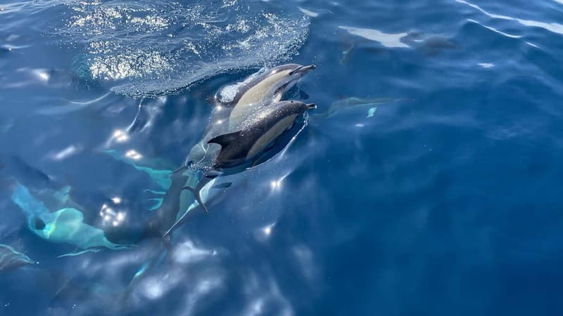 La Herradura: Sailing with a view of dolphins - Key points to know before you book
