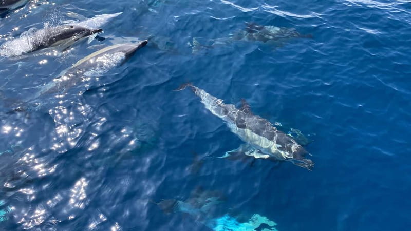 La Herradura: Sailing with a view of dolphins - What is included for $82