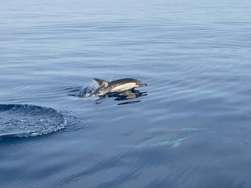 La Herradura: Sailing with a view of dolphins - Who will enjoy this boat trip most