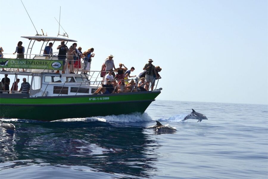 La Palma: 3-Hour Dolphin and Whale Watching Experience - Practical details for a smoother outing