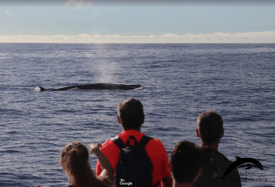 La Palma: 3-Hour Dolphin and Whale Watching Experience - What the marine biology commentary adds