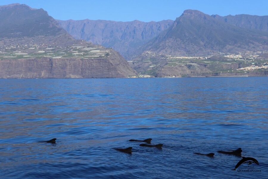 La Palma: 3-Hour Dolphin and Whale Watching Experience - Cueva Bonita and Porís de Candelaria