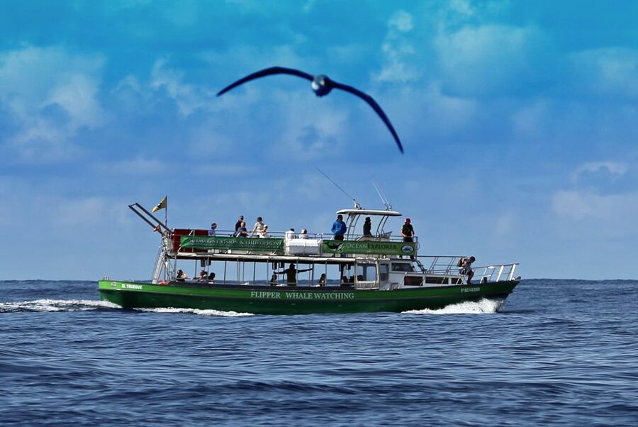 La Palma: 3-Hour Dolphin and Whale Watching Experience - Viewing the 2021 volcanic delta