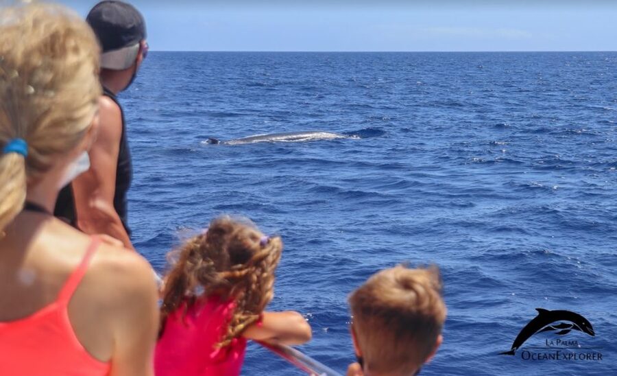 La Palma: 3-Hour Dolphin and Whale Watching Experience - Comfort, weather, and motion on the Flipper