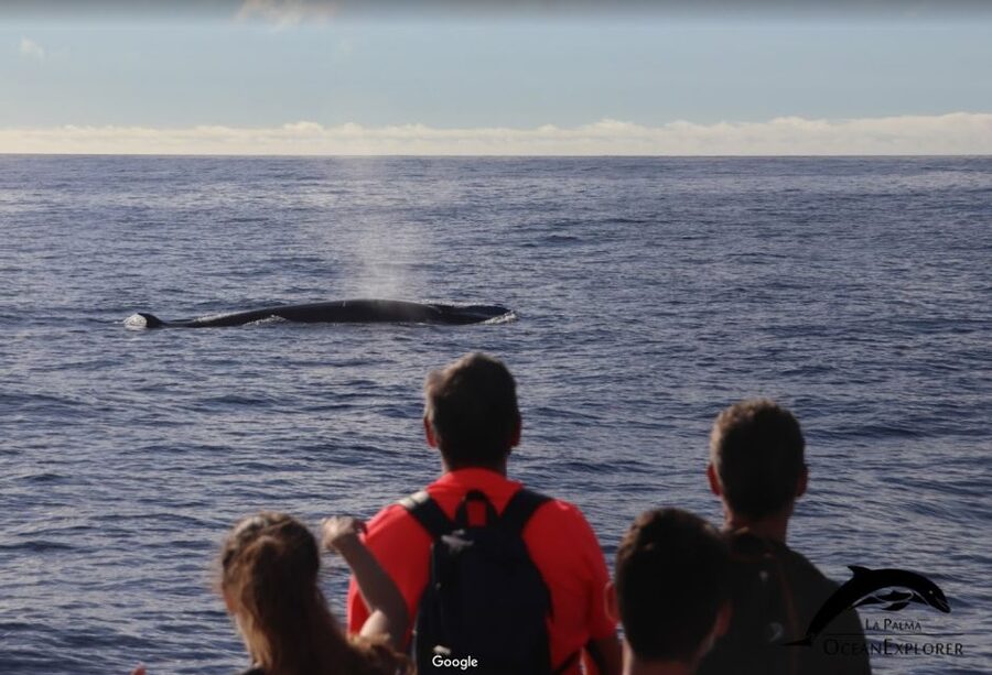 La Palma: 3-Hour Dolphin and Whale Watching Experience - Is the $66 price good value?