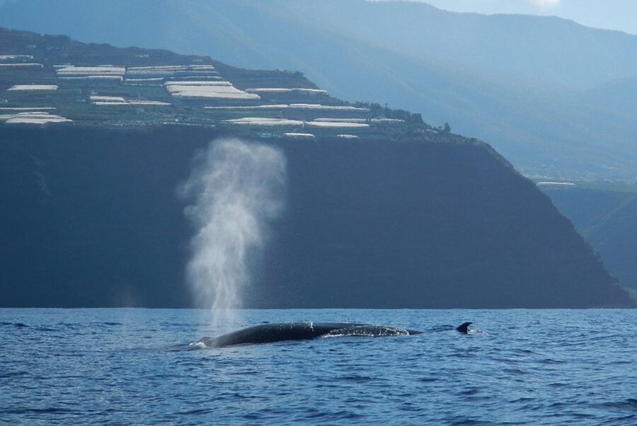 La Palma: 3-Hour Dolphin and Whale Watching Experience - Who will enjoy this cruise most?