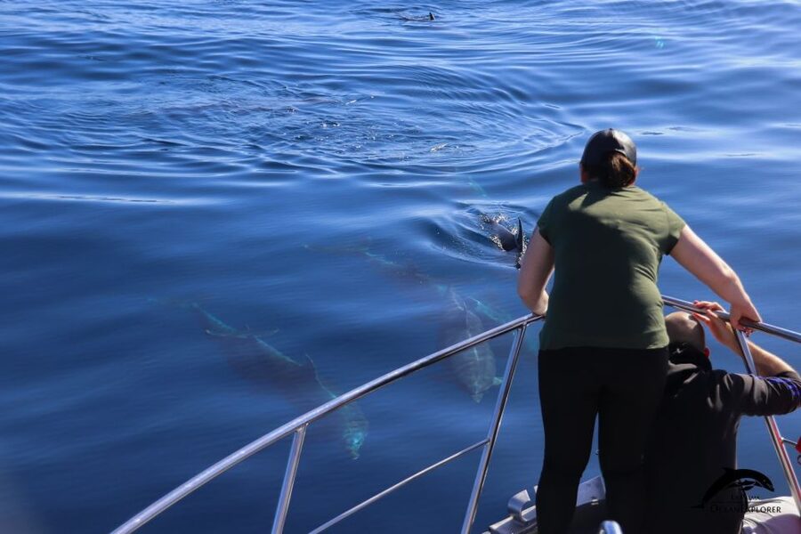 La Palma: 3-Hour Dolphin and Whale Watching Experience - Searching for dolphins and whales