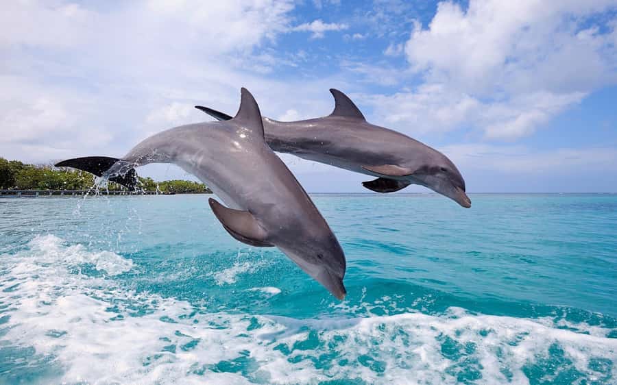 La Preneuse: Dolphin Swimming and Snorkeling Speedboat Trip - Starting at La Preneuse before the coast wakes up