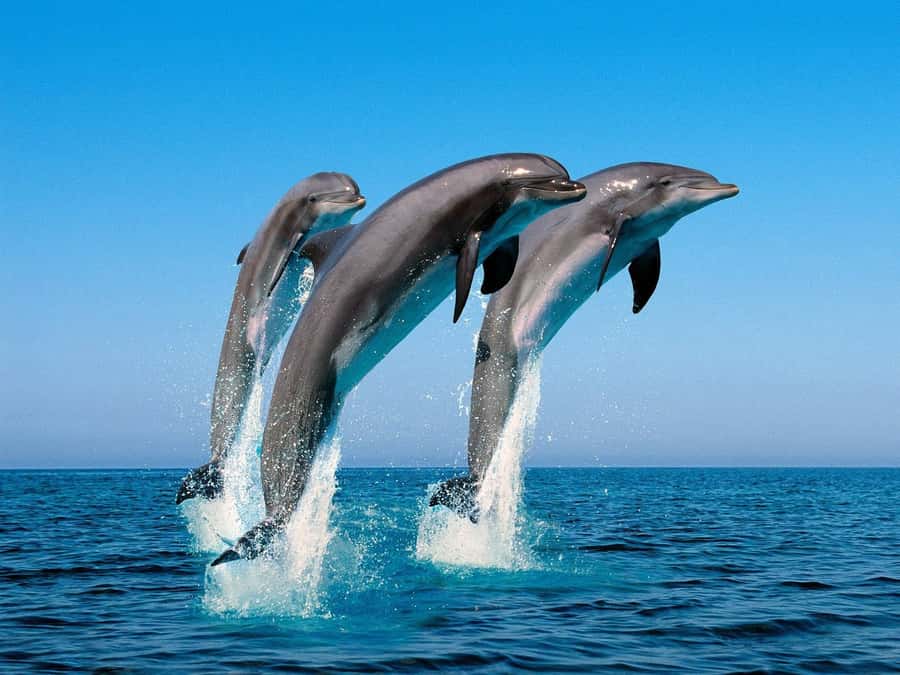 La Preneuse: Dolphin Swimming and Snorkeling Speedboat Trip - Snorkeling over coral and fish