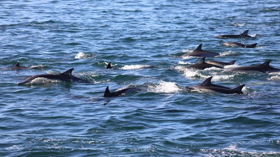 La Preneuse: Dolphin Swimming and Snorkeling Speedboat Trip - The dolphin ethics question