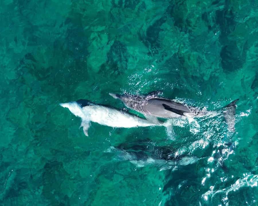 La Preneuse: Dolphin Watching and Snorkeling Speedboat Tour - Key points at a glance