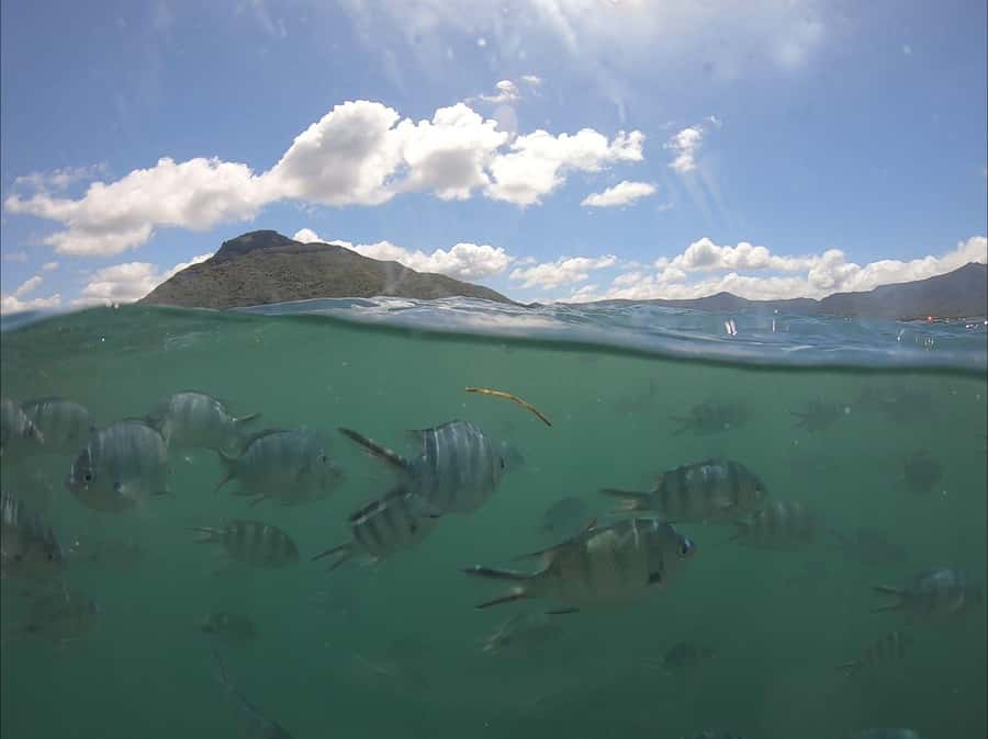 La Preneuse: Dolphin Watching and Snorkeling Speedboat Tour - The 85-minute dolphin stop