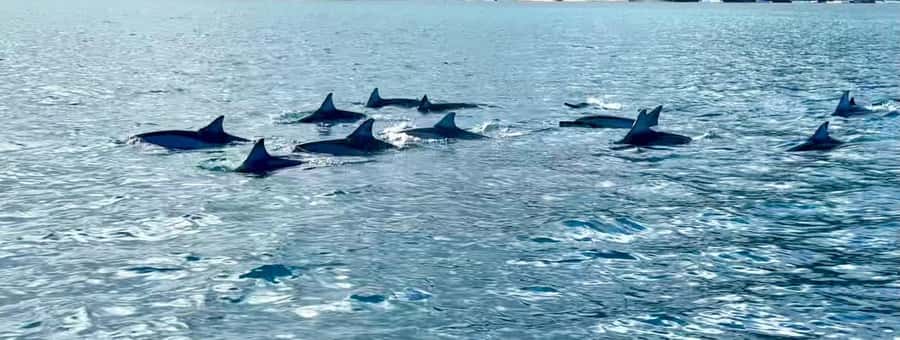 La Preneuse: Dolphin Watching and Snorkeling Speedboat Tour - Who will enjoy this most
