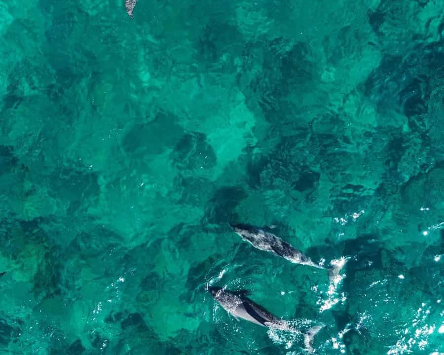 La Preneuse: Dolphin Watching and Snorkeling Speedboat Tour - The first 20 minutes: speed across the coast