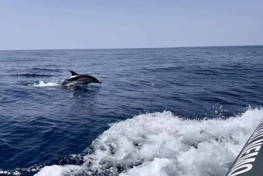 Lagoa: Dolphin Watching & Benagil Tour with Biologist Guide - Five things to know before you book