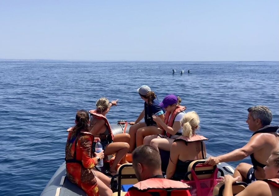 Lagoa: Dolphin Watching & Benagil Tour with Biologist Guide - A wildlife trip with Benagil built in