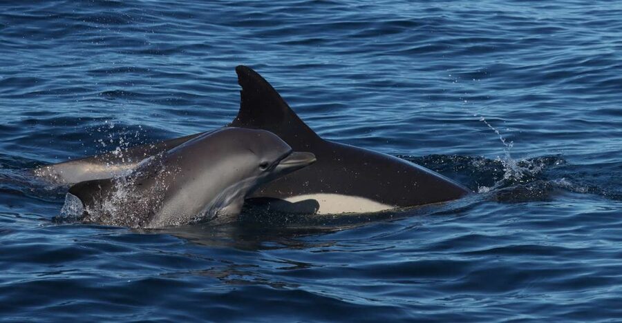 Lagoa: Dolphin Watching & Benagil Tour with Biologist Guide - Searching the Atlantic for dolphins