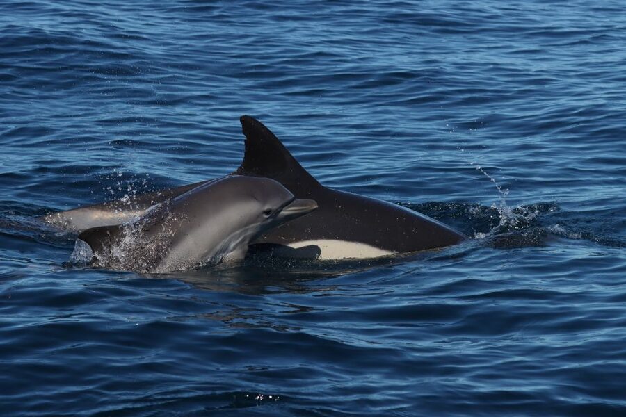Lagoa: Dolphin Watching & Benagil Tour with Biologist Guide - The boat, pace, and comfort
