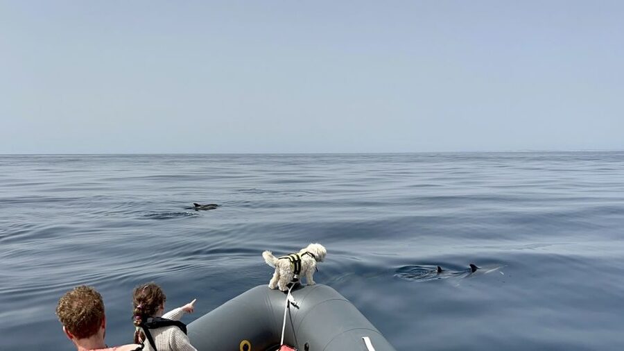 Lagoa: Dolphin Watching & Benagil Tour with Biologist Guide - Is the $76 price good value?