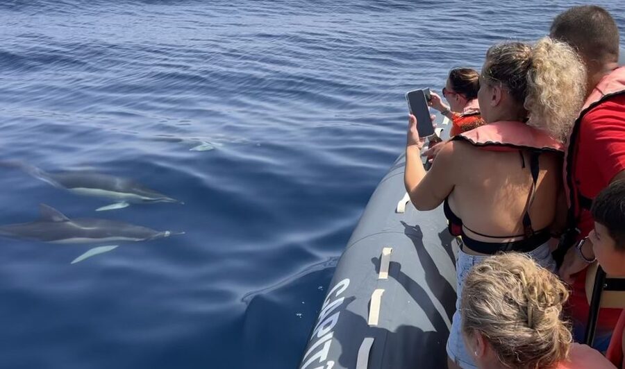 Lagoa: Dolphin Watching & Benagil Tour with Biologist Guide - Setting out from Parchal