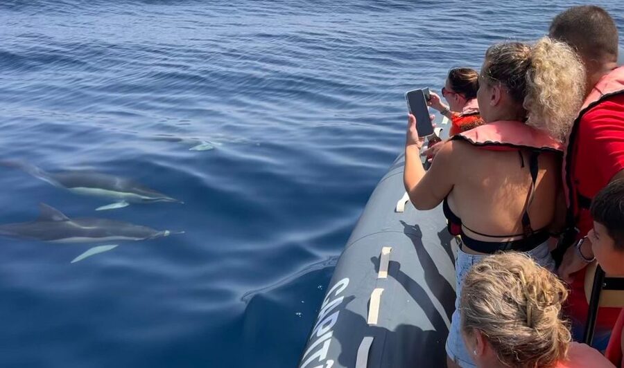 Lagoa: Dolphins Expedition with biologist guide on board - Why this Lagoa dolphin tour feels different