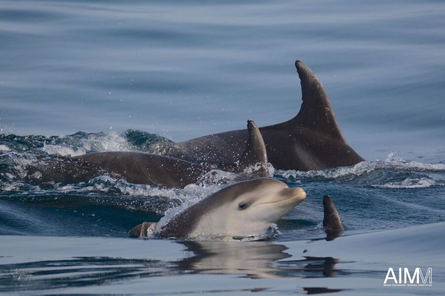 Lagoa: Dolphins Expedition with biologist guide on board - How to make the most of the three hours