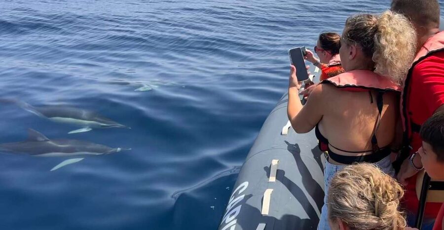 Lagoa: Dolphins Expedition with biologist guide on board - Starting at Capitão Nemo Algarve in Parchal