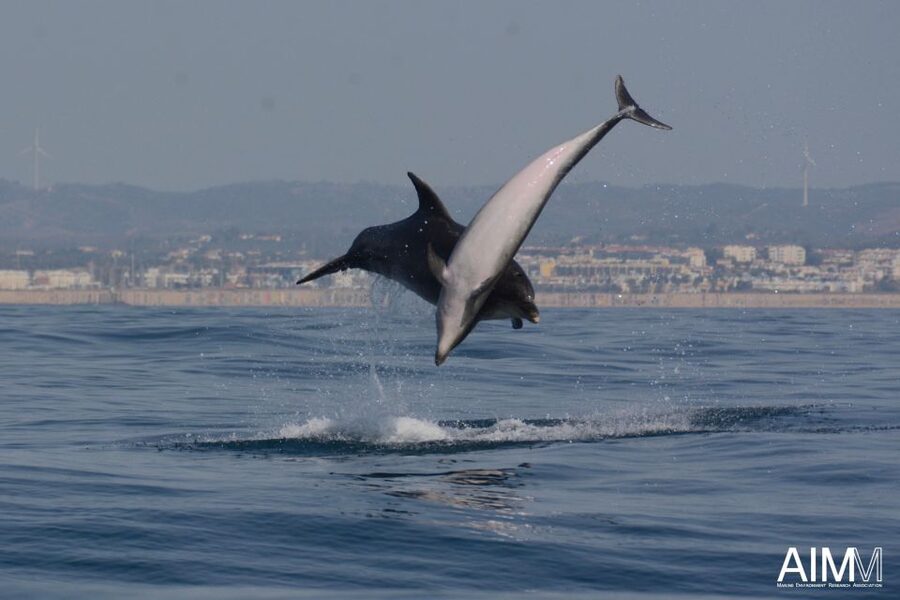Lagoa: Dolphins Expedition with biologist guide on board - What the guides add to the experience