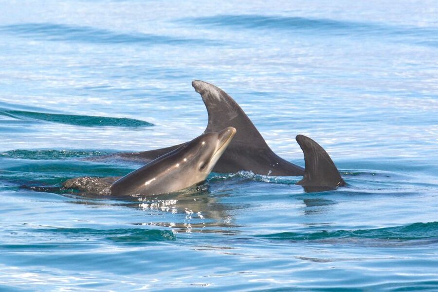 Lagoa: Dolphins Expedition with biologist guide on board - The boat, comfort, and sea conditions