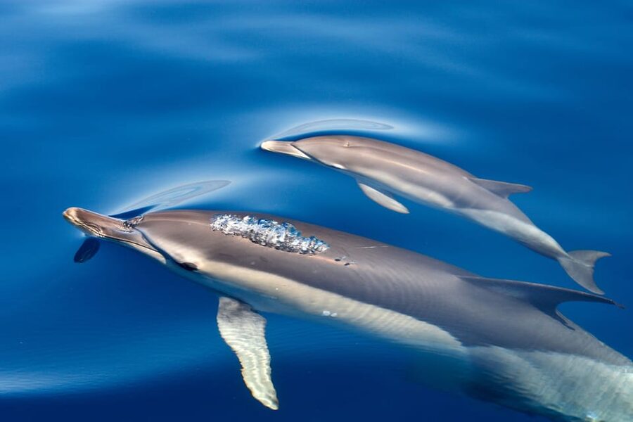 Lagos: Combo Dolphin and Benagil Tour with Marine Biologist - Practical details for a smoother trip