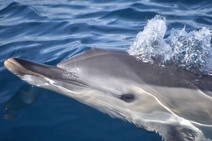 Lagos: Combo Dolphin and Benagil Tour with Marine Biologist - Two Algarve highlights in one 2.5-hour trip