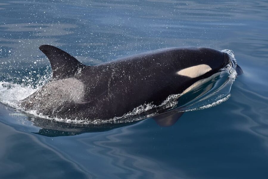 Lagos: Combo Dolphin and Benagil Tour with Marine Biologist - Is $63 a good price?