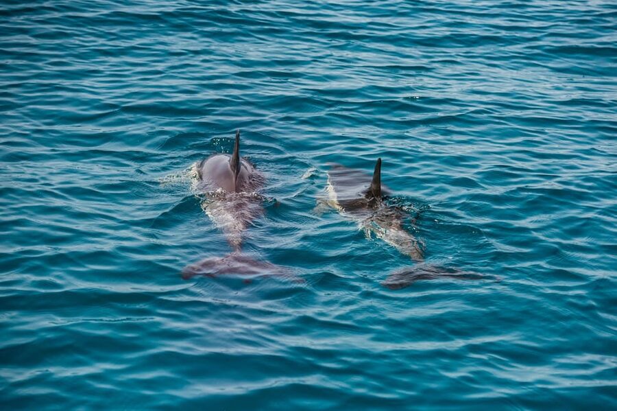 Lagos: Dolphin Watch Tour with Professional Marine Biologist - Who will enjoy this Lagos dolphin trip most?