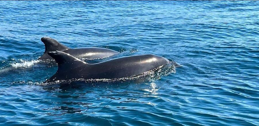 Lagos: Dolphin Watching Tour - The fast ride along the Algarve coast