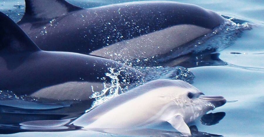 Lagos: Dolphin Watching with Professional Marine Biologists - Key points before you book